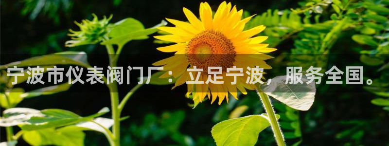新宝gg如何代理