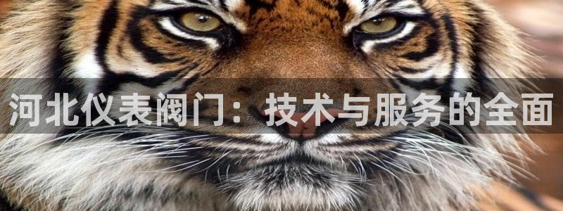新宝平台gg